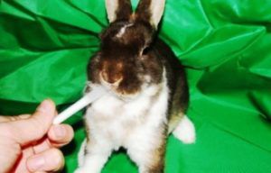 Кал кролика: про яких хворобах сигналізують випорожнення?