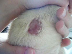 Дезінфекція кролячих кліток своїми руками: докладна інструкція + список препаратів