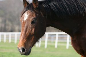 Ольденбурзька кінь: характеристики,історія та особливості породи