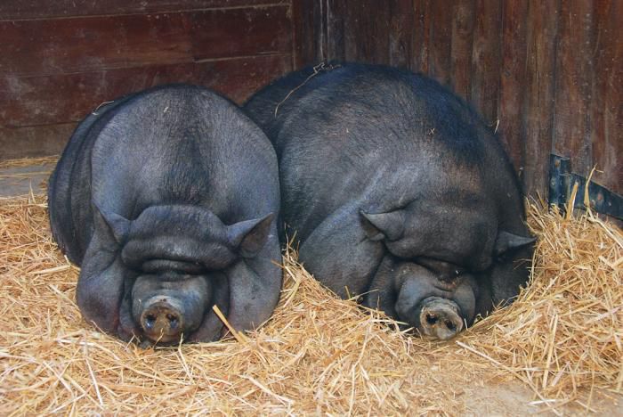 Корейські свині чим відрізняються від вєтнамських, опис породи