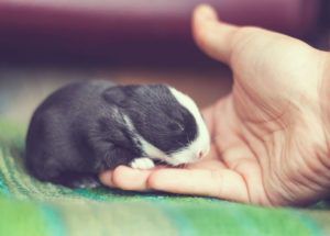 Новонароджені кролики: догляд, розвиток і відсадження з гнізда