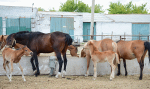 Як швидко відгодувати кінь на мясо в домашніх умовах