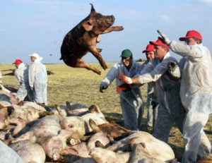 Африканська чума свиней: небезпека для людини