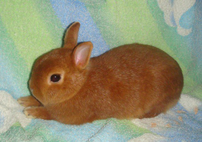 Карликовий кролик особливості утримання в домашніх умовах