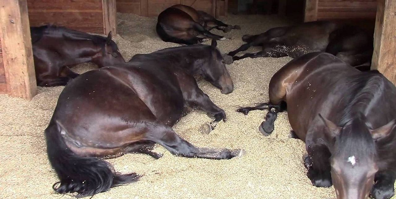 Французький рисак особливості породи коней, їх утримання, розведення