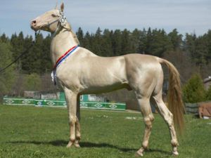 Ахалтекінська кінь опис мастей, догляд, годування