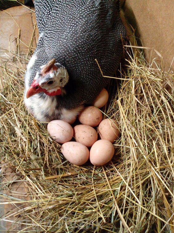 Коли починають нести яйця цесарки? статеве дозрівання, несучість, інкубація