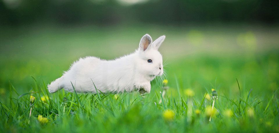 Як доглядати за кроликами будинку і на фермі основні принципи