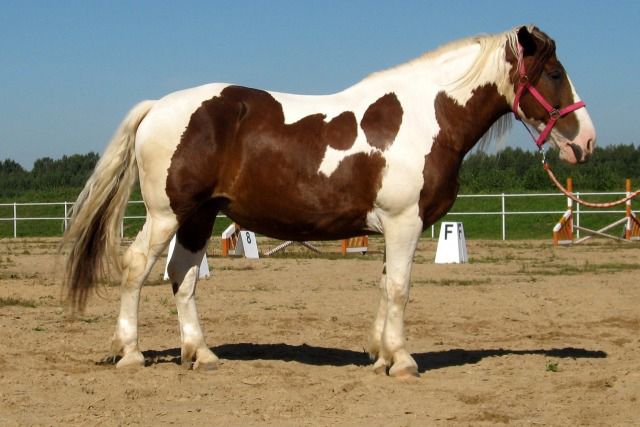 Башкирська кінь опис, характеристики, історія