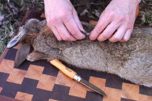 Як обробити кролика: забій, оброблення та вироблення шкурки