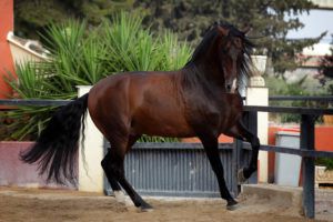 Андалузька кінь походження, особливості, купівля, розведення, догляд та утримання