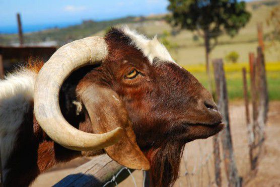 Бурські кози опис породи, характеристики продуктивності