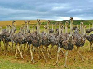 Чим харчуються страуси раціон, види кормів, питної режим