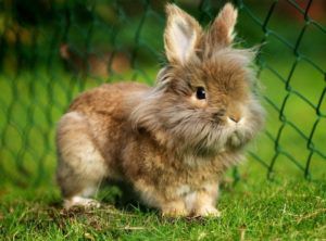 Як приручити кролика налагоджуємо контакт з вухатим вихованцем
