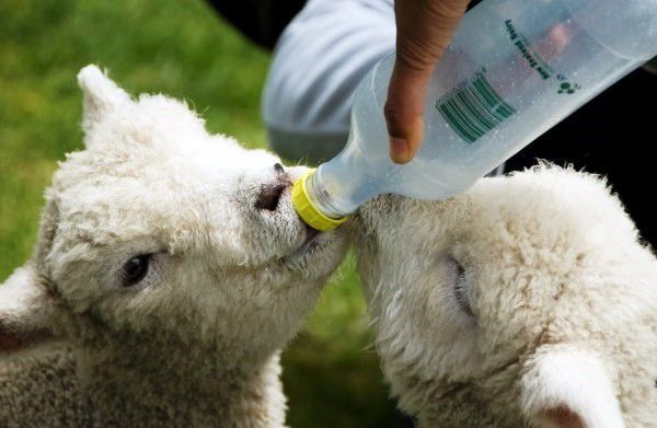 Чим годувати овець: докладний раціон і особливості годівлі