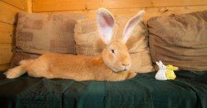 Великі кролики: огляд найбільш популярних порід