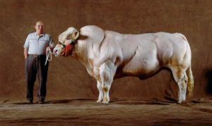 Бельгійська блакитна корова: характеристики, особливості вирощування