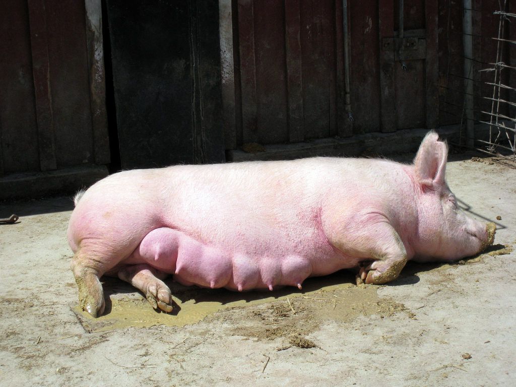 Як дізнатися, супоросная свиня чи ні? Діагностика вагітності