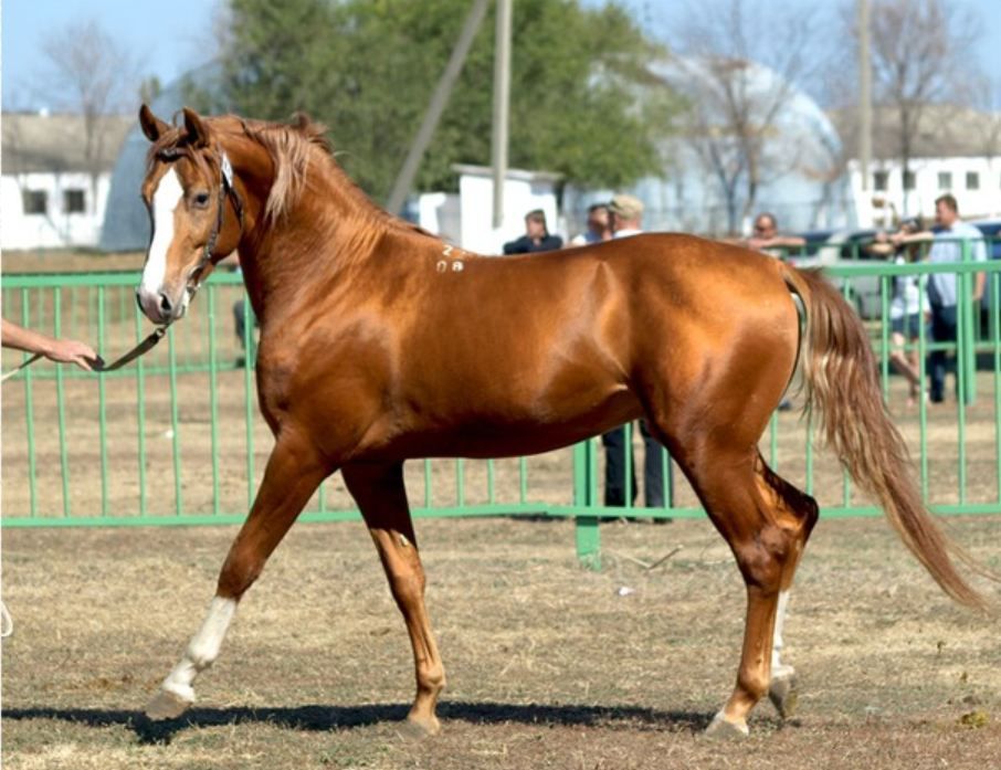 Донська кінь: екстерєр, характер, зміст і розведення породи