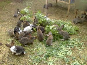 Новозеландський білий і червоний кролики: історія, зовнішній вигляд