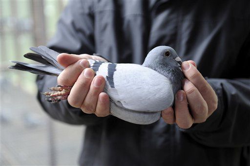 Як відрізнити голуба від голубки основні способи