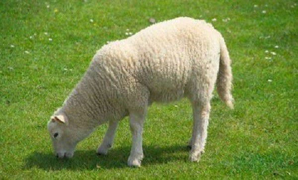 Чим годувати овець: докладний раціон і особливості годівлі