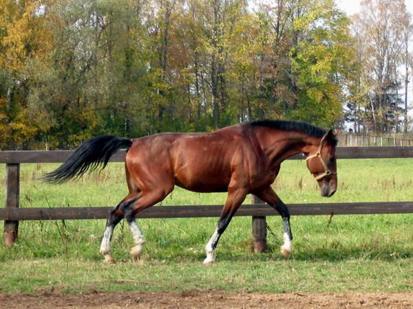 Французький рисак особливості породи коней, їх утримання, розведення