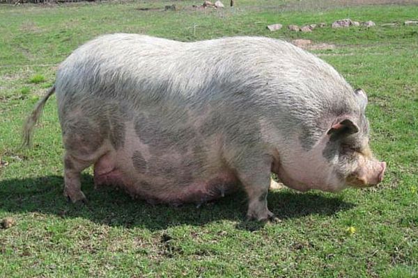 Як дізнатися, супоросная свиня чи ні? Діагностика вагітності