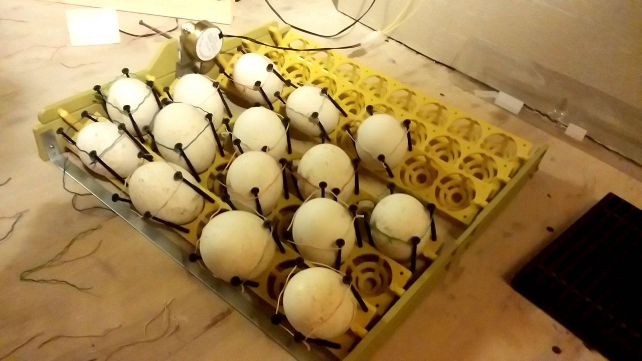 Автоматичний інкубатор для яєць: на що звернути увагу