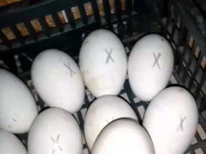 Інкубація гусячих яєць у домашніх умовах режими, таблиці