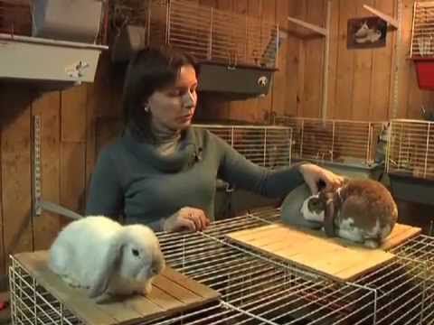 Карликовий кролик особливості утримання в домашніх умовах