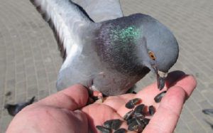 Чим годувати голубів раціон, потреби в поживних речовинах