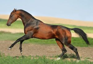 Ахалтекінська кінь опис мастей, догляд, годування