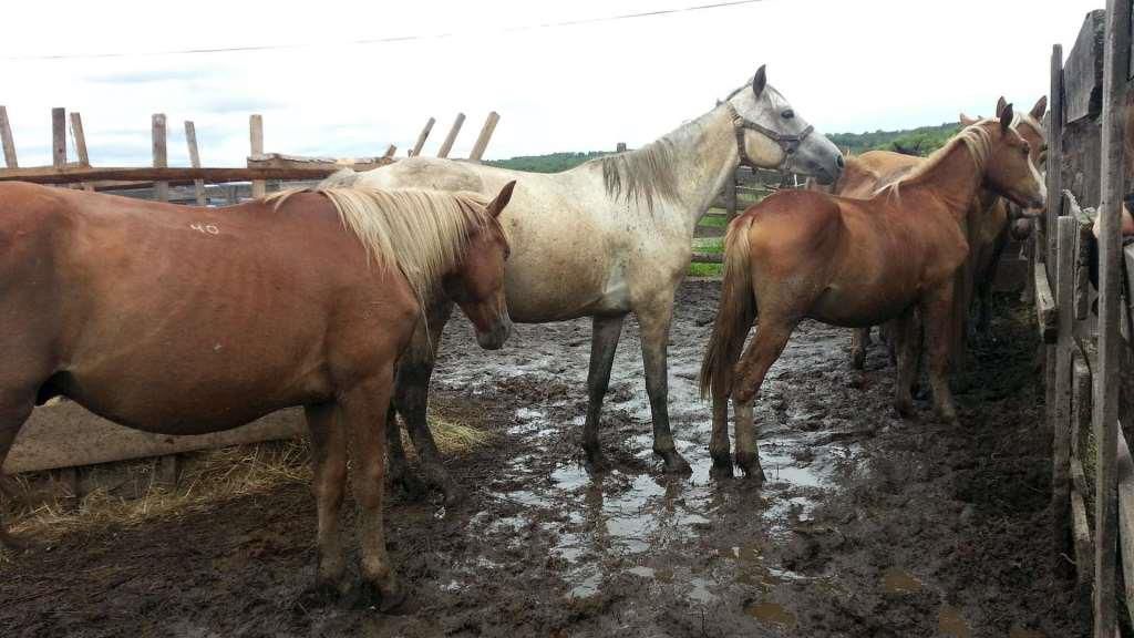 Штучне осіменіння кобил методи взяття сперми у коня