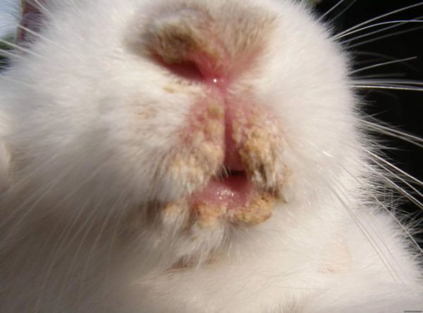 Кролики мясних порід: види, поради з вибору, догляду за ними