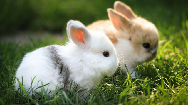 Чим годувати маленьких кроленят норми годівлі кроленят, раціон