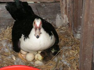 Як посадити качку на яйця: основні правила і методи