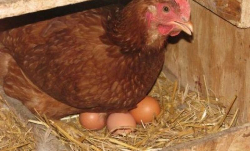 Як курка несе яйця статева зрілість у несучок, поява яйця
