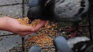 Чим годувати голубів раціон, потреби в поживних речовинах