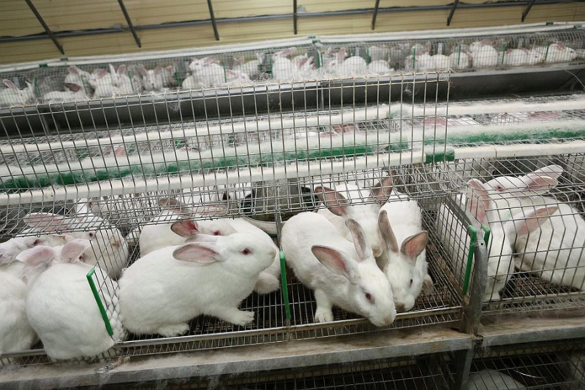 Молочна кислота для кроликів що це і для чого застосовується