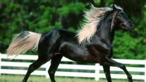 Ольденбурзька кінь: характеристики,історія та особливості породи