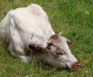 Івермектин: інструкція по застосуванню для худоби