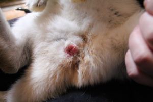 Кал кролика: про яких хворобах сигналізують випорожнення?