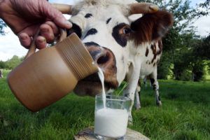 Жирність коровячого молока шкода і користь для здоровя