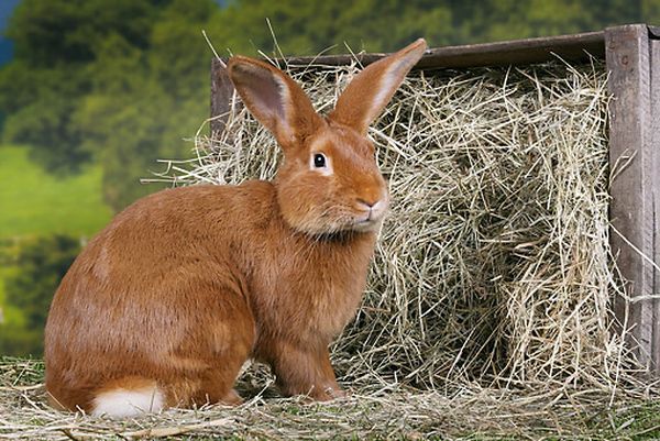 Бургундський кролик зміст, опис, догляд, продуктивність