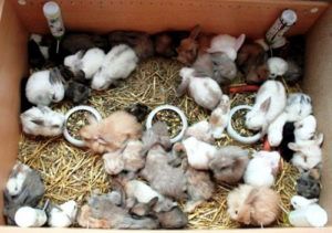 Як вигодувати кроленят без кролиці з перших днів життя