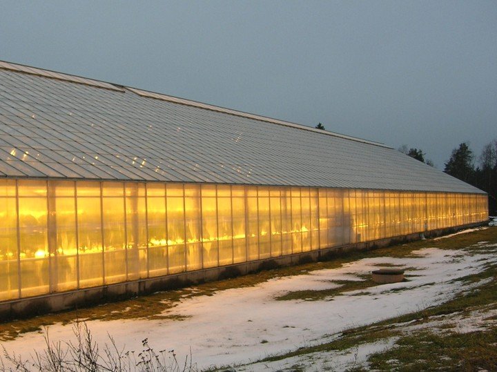 Освітлення теплиць: різновиди ламп підсвічування рослин і світлодіодне освітлення