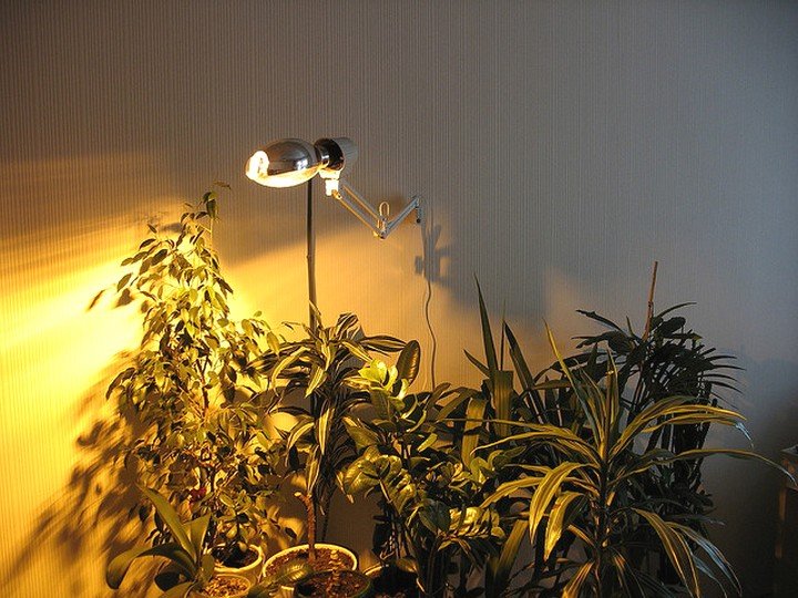 Додаткове освітлення для рослин важлива умова для гарного росту кімнатних квітів