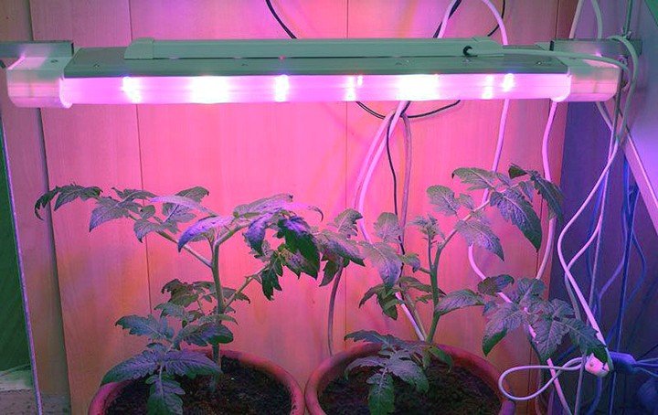 Додаткове освітлення для рослин важлива умова для гарного росту кімнатних квітів