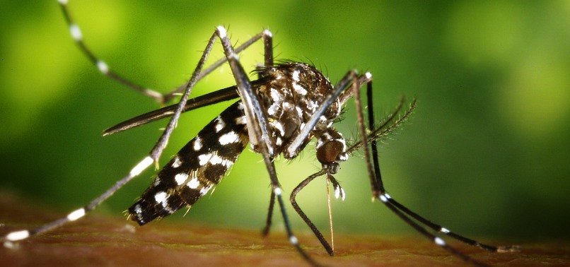 Нестандартний спосіб легко позбутися від комарів